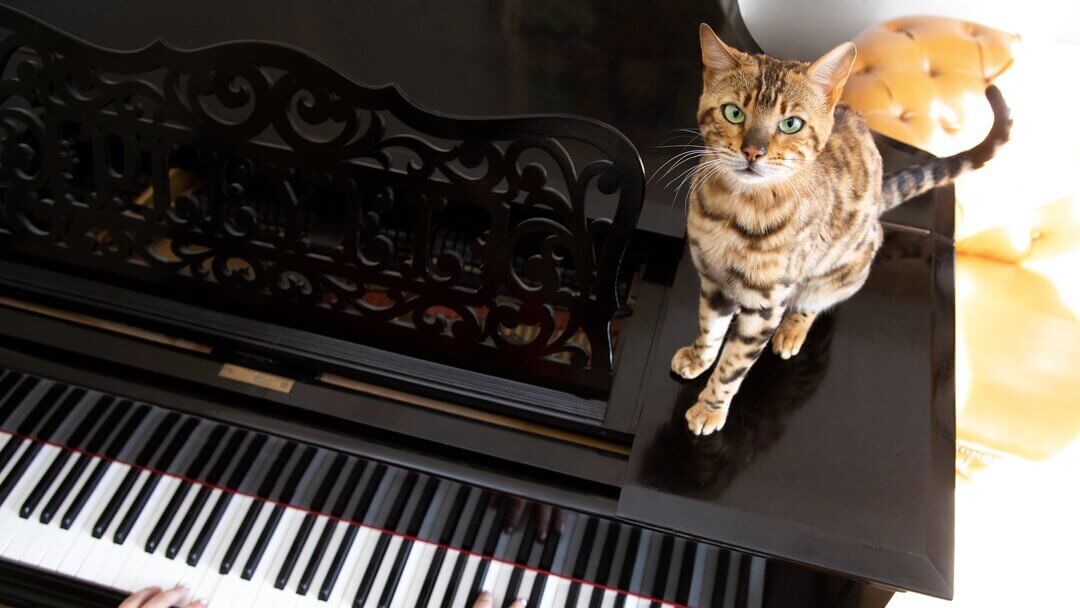 Do Cats Like Music? Understanding Cat Behaviour Purina